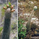 Lagenosocereus luetzelburgii AH624 or AH628 Brazil   ÉPUISÉ - OUT of STOCK - AGOTADO